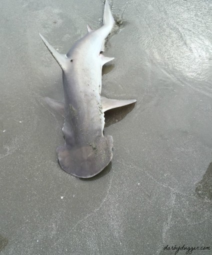 beached shark 1